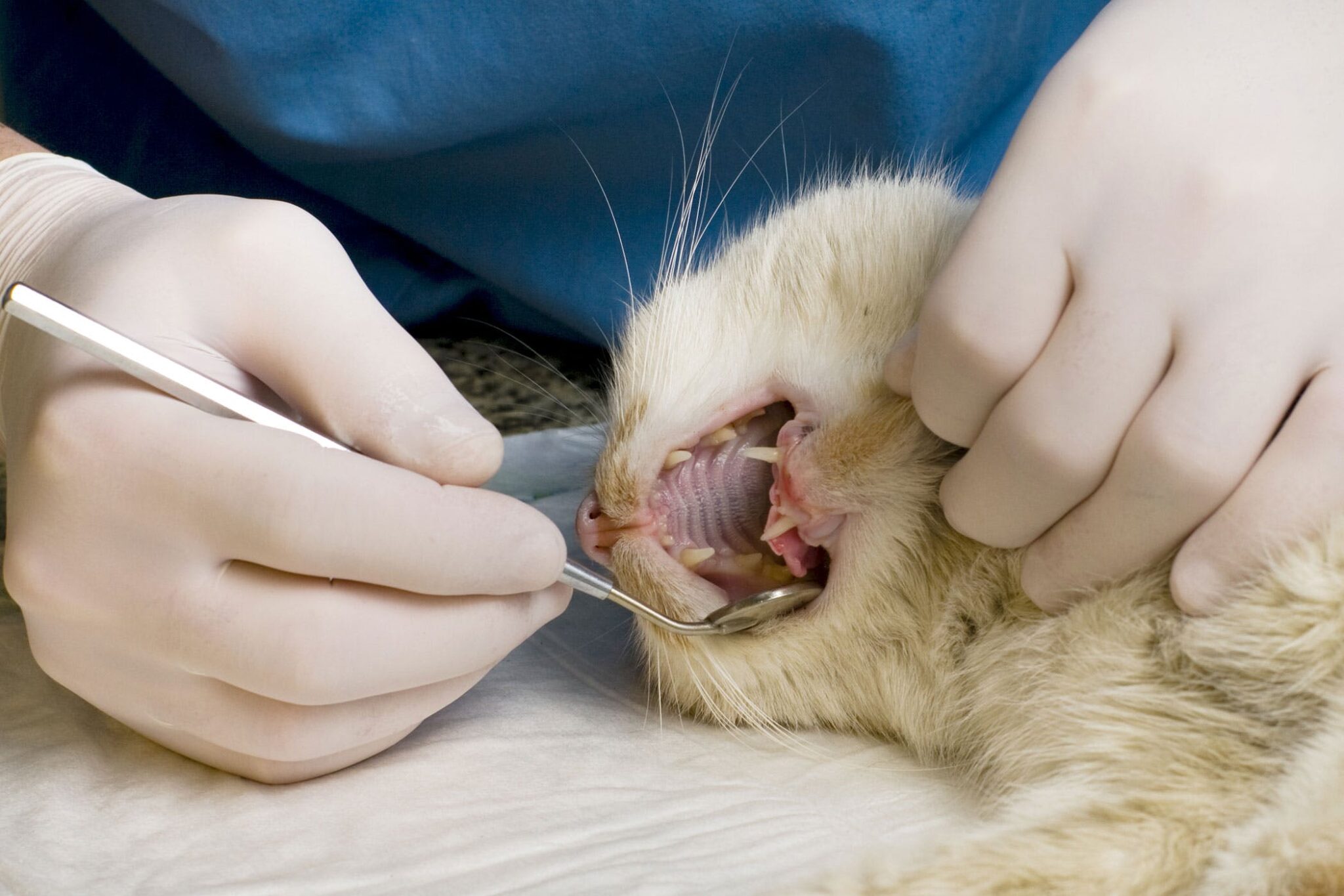 8 Common Cat Dental Problems and How to Deal with Them 2024 Guide