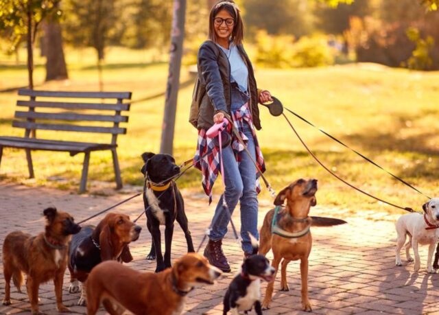 How to Find the Best Dog Walker in San Francisco - EDM Chicago